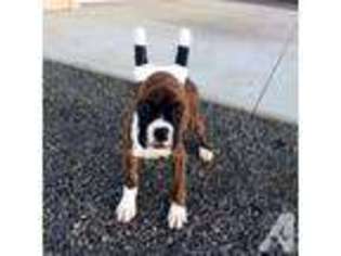 Boxer Puppy for sale in ELLENSBURG, WA, USA