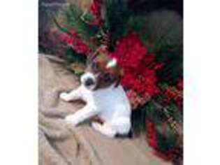 Jack Russell Terrier Puppy for sale in Plato, MO, USA