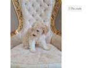 Lagotto Romagnolo Puppy for sale in Chicago, IL, USA