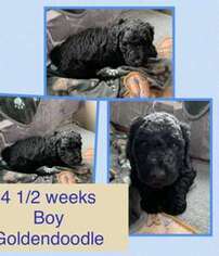 Goldendoodle Puppy for sale in Billings, MT, USA