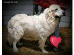 Great Pyrenees Puppy for sale in Urbana, OH, USA