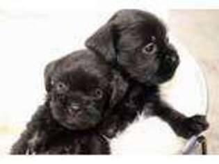 Affenpinscher Puppy for sale in Revere, MO, USA