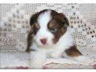 Miniature Australian Shepherd Puppy for sale in Sapello, NM, USA