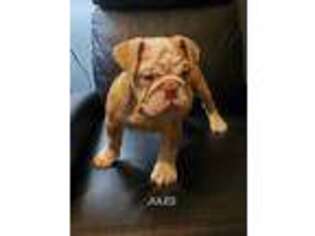Olde English Bulldogge Puppy for sale in Jersey City, NJ, USA