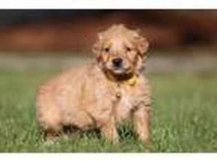 Golden Retriever Puppy for sale in Muskegon, MI, USA