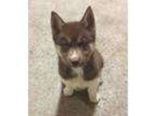 Siberian Husky Puppy for sale in Wonewoc, WI, USA