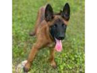 Belgian Malinois Puppy for sale in Valley Head, AL, USA