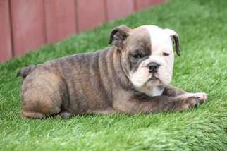 Bulldog Puppy for sale in Oceanside, CA, USA