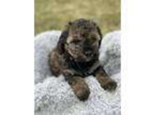 Mutt Puppy for sale in Hudson, IN, USA