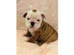 Bulldog Puppy for sale in Winder, GA, USA