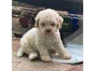 Lagotto Romagnolo Puppy for sale in Whitney Point, NY, USA