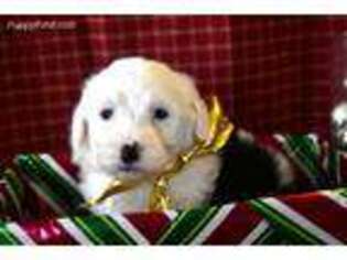 Old English Sheepdog Puppy for sale in Strasburg, OH, USA
