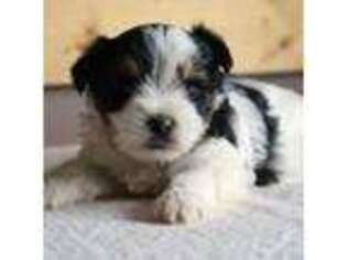 Biewer Terrier Puppy for sale in North Canton, OH, USA