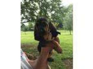 Bloodhound Puppy for sale in Big Clifty, KY, USA