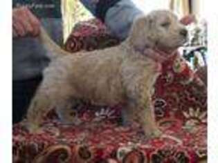 Goldendoodle Puppy for sale in Larsen, WI, USA