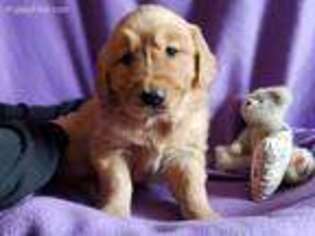 Golden Retriever Puppy for sale in Westside, IA, USA