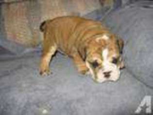 Bulldog Puppy for sale in ROGUE RIVER, OR, USA