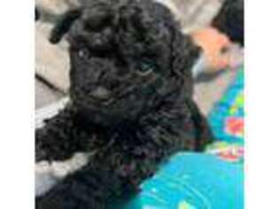 Mutt Puppy for sale in East Meadow, NY, USA