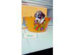 Beagle Puppy for sale in Charleston, AR, USA