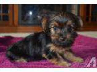 Yorkshire Terrier Puppy for sale in CAPE CANAVERAL, FL, USA