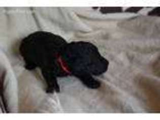 Mutt Puppy for sale in Eldridge, MO, USA