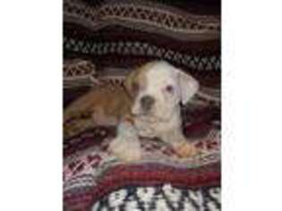 Olde English Bulldogge Puppy for sale in Tonopah, AZ, USA