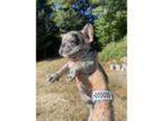 French Bulldog Puppy for sale in Longview, WA, USA
