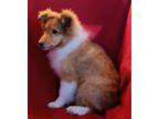 Shetland Sheepdog Puppy for sale in Murphy, NC, USA