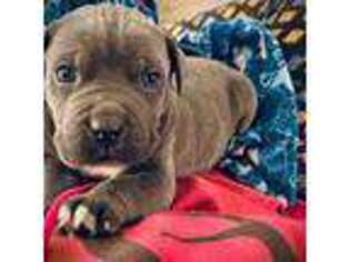 Cane Corso Puppy for sale in Reidville, SC, USA