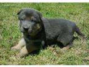 German Shepherd Dog Puppy for sale in Middleton, TN, USA