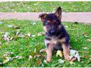 German Shepherd Dog Puppy for sale in Gordonville, PA, USA