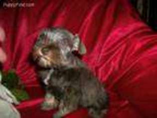 Mutt Puppy for sale in Poplarville, MS, USA