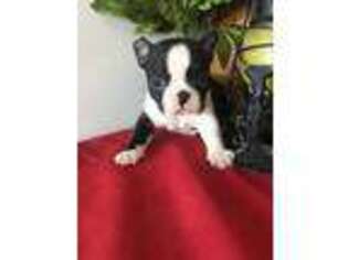 Boston Terrier Puppy for sale in Bridgewater, MA, USA