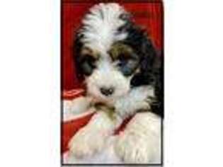 Mutt Puppy for sale in Stone Creek, OH, USA