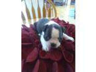 Boston Terrier Puppy for sale in Las Vegas, NV, USA