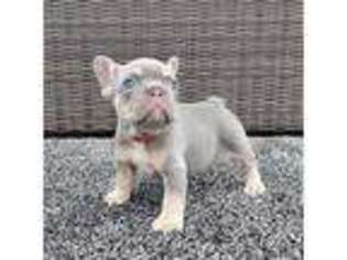 French Bulldog Puppy for sale in Mokena, IL, USA