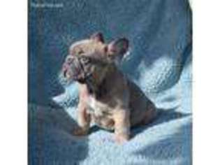 French Bulldog Puppy for sale in Ozark, MO, USA