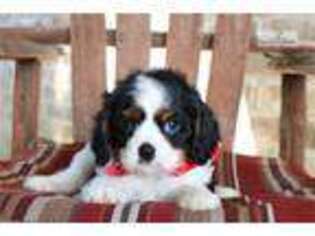 Cavalier King Charles Spaniel Puppy for sale in Monroe, LA, USA