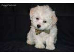 Coton de Tulear Puppy for sale in Durant, OK, USA