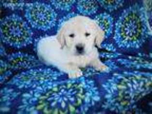 Golden Retriever Puppy for sale in Macedon, NY, USA