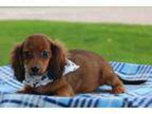 Dachshund Puppy for sale in Eden Valley, MN, USA