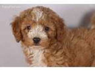 Labradoodle Puppy for sale in Kountze, TX, USA