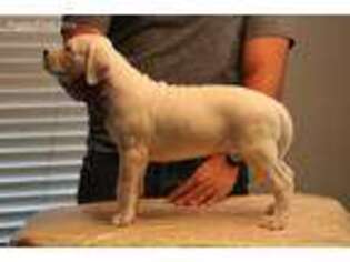 Dogo Argentino Puppy for sale in Riverside, CA, USA
