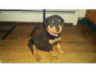 Rottweiler Puppy for sale in Pen Argyl, PA, USA