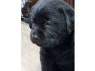 Labrador Retriever Puppy for sale in Addison, NY, USA