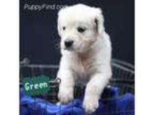 Mutt Puppy for sale in Hallettsville, TX, USA