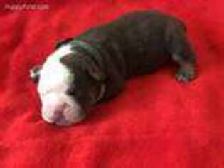 Olde English Bulldogge Puppy for sale in Spanish Fork, UT, USA