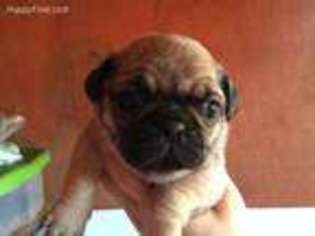 Pug Puppy for sale in Maple Hill, NC, USA