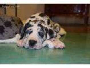 Great Dane Puppy for sale in Elgin, TX, USA