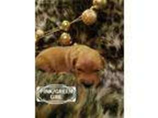 Golden Retriever Puppy for sale in Ogden, IA, USA